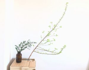 キバデマリを買いました。枝ものがあると部屋の雰囲気ががらりと変わります