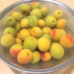 【手作り】はじめての梅干し作りレポート　材料購入・梅の追熟スタート編