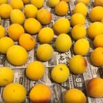 【手作り】はじめての梅干し作りレポート 梅の追熟完了編