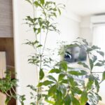 アセビ(馬酔木)を飾ります。お手入れかんたんなのに長持ち。お部屋の雰囲気もいい感じです。
